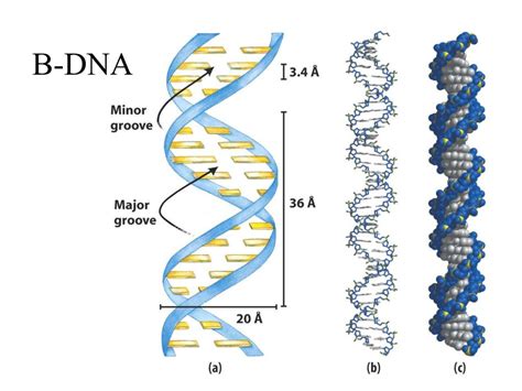 structure of b dna.